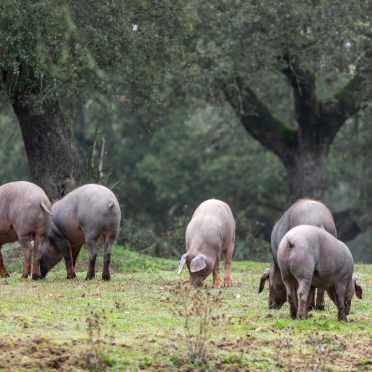 CERDO IBERICO